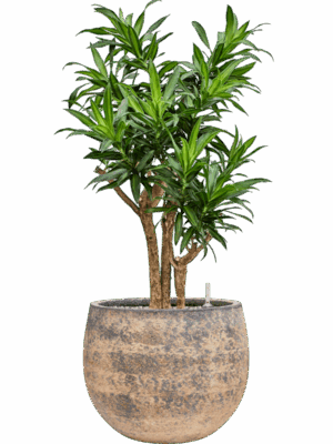 Pleomele Dracaena Reflexa Song Of Jamaica In Baq Atlas D 27 H 106 cm - PlantenShop24 - 19-05-2025