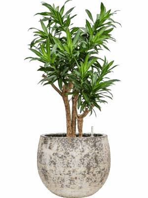 Pleomele Dracaena Reflexa Song Of Jamaica In Baq Atlas D 27 H 106 cm - PlantenShop24 - 19-05-2025
