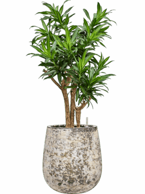 Pleomele Dracaena Reflexa Song Of Jamaica In Baq Atlas D 27 H 111 cm - PlantenShop24 - 19-05-2025