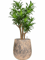 Pleomele Dracaena Reflexa Song Of Jamaica In Baq Atlas D 27 H 111 cm - PlantenShop24 - 19-05-2025