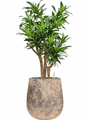Pleomele Dracaena Reflexa Song Of Jamaica In Baq Atlas D 27 H 111 cm - PlantenShop24 - 19-05-2025