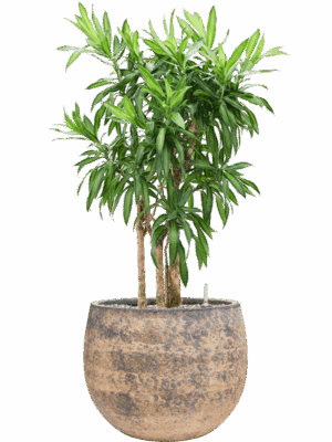 Pleomele Dracaena Reflexa Song Of Jamaica In Baq Atlas D 30 H 107 cm - PlantenShop24 - 19-05-2025