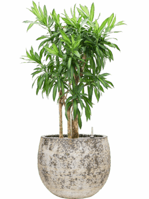 Pleomele Dracaena Reflexa Song Of Jamaica In Baq Atlas D 30 H 107 cm - PlantenShop24 - 19-05-2025