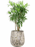 Pleomele Dracaena Reflexa Song Of Jamaica In Baq Atlas D 30 H 112 cm - PlantenShop24 - 19-05-2025