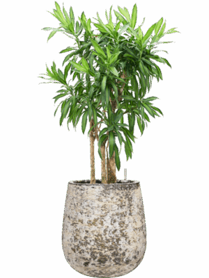 Pleomele Dracaena Reflexa Song Of Jamaica In Baq Atlas D 30 H 112 cm - PlantenShop24 - 19-05-2025