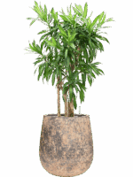 Pleomele Dracaena Reflexa Song Of Jamaica In Baq Atlas D 30 H 113 cm - PlantenShop24 - 19-05-2025