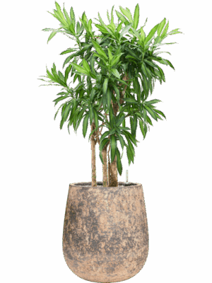 Pleomele Dracaena Reflexa Song Of Jamaica In Baq Atlas D 30 H 113 cm - PlantenShop24 - 19-05-2025