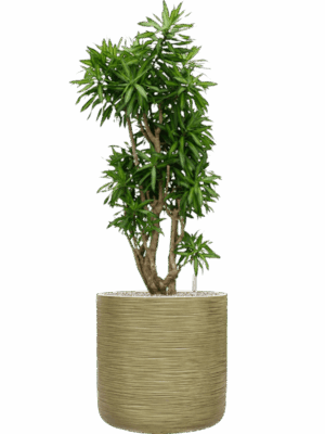 Pleomele Dracaena Reflexa Song Of Jamaica In Baq Dune D 34 H 133 cm - PlantenShop24 - 05-05-2025