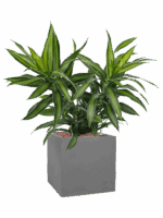 Pleomele Dracaena Reflexa Song Of Jamaica In Natural D 15 H 53 cm - PlantenShop24 - 16-05-2025