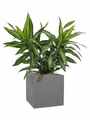 Pleomele Dracaena Reflexa Song Of Jamaica In Natural D 15 H 53 cm - PlantenShop24 - 16-05-2025