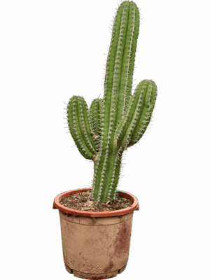 Polaskia Chichipe D 43 H 120 cm - PlantenShop24 - 22-05-2025