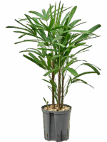 Rhapis Excelsa D 18 H 80 cm - PlantenShop24 - 13-05-2025