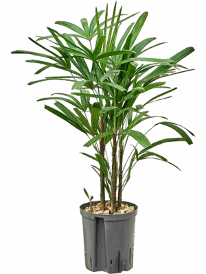 Rhapis Excelsa D 18 H 80 cm - PlantenShop24 - 13-05-2025