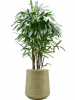 Rhapis Excelsa In Baq Dune D 40 H 177 cm - PlantenShop24 - 26-05-2025