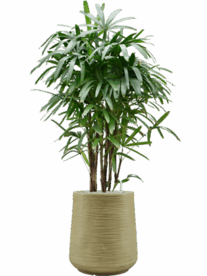 Rhapis Excelsa In Baq Dune D 40 H 177 cm - PlantenShop24 - 26-05-2025