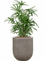 Rhapis Excelsa In Baq Nucast D 22 H 86 cm - PlantenShop24 - 19-05-2025