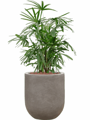 Rhapis Excelsa In Baq Nucast D 22 H 86 cm - PlantenShop24 - 19-05-2025