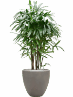 Rhapis Excelsa In Baq Nucast D 40 H 172 cm - PlantenShop24 - 26-05-2025