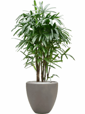 Rhapis Excelsa In Baq Nucast D 40 H 172 cm - PlantenShop24 - 26-05-2025