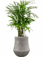 Rhapis Excelsa In Baq Polystone Coated Plain D 30 H 156 cm - PlantenShop24 - 26-05-2025