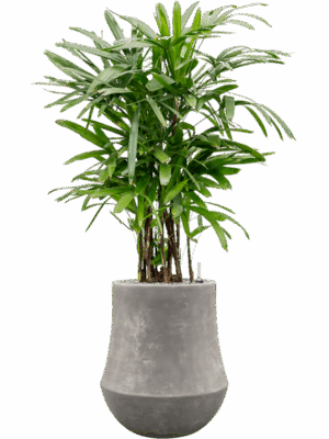 Rhapis Excelsa In Baq Polystone Coated Plain D 30 H 156 cm - PlantenShop24 - 26-05-2025