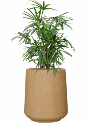 Rhapis Excelsa In Baq Raindrop D 22 H 94 cm - PlantenShop24 - 19-05-2025