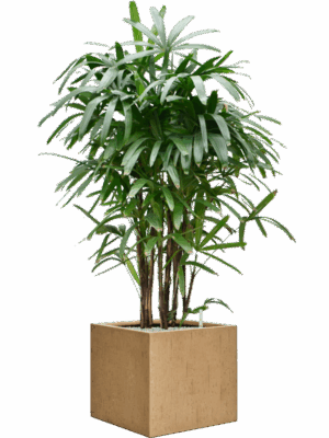 Rhapis Excelsa In Baq Raindrop D 40 H 164 cm - PlantenShop24 - 26-05-2025