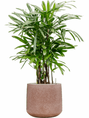 Rhapis Excelsa In Baq Terrazzo D 30 H 141 cm - PlantenShop24 - 12-05-2025