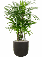 Rhapis Excelsa In Static GRC D 30 H 139 cm - PlantenShop24 - 27-05-2025