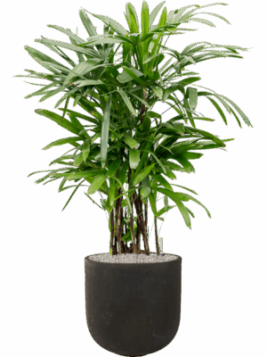 Rhapis Excelsa In Static GRC D 30 H 139 cm - PlantenShop24 - 27-05-2025