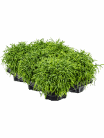 Rhipsalis Baccifera Oasis D 12 H 20 cm - PlantenShop24 - 07-05-2025