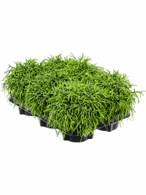 Rhipsalis Baccifera Oasis D 12 H 20 cm - PlantenShop24 - 30-04-2025