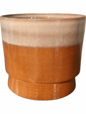 Robusto D 17 H 16 cm - PlantenShop24 - 27-05-2025