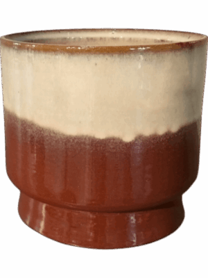 Robusto D 17 H 16 cm - PlantenShop24 - 27-05-2025
