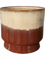 Robusto D 19 H 17 cm - PlantenShop24 - 30-05-2025