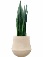Sansevieria Black Tiger In Baq Polystone Coated Plain D 22 H 88 cm - PlantenShop24 - 12-05-2025