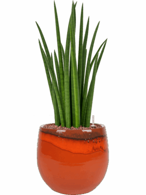 Sansevieria Cylindrica Spikes In Charlotte D 15 H 55 cm - PlantenShop24 - 26-05-2025
