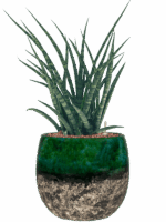 Sansevieria Kirkii Fernwood In Lindy D 15 H 49 cm - PlantenShop24 - 05-05-2025