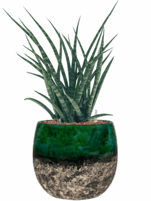 Sansevieria Kirkii Fernwood In Lindy D 15 H 49 cm - PlantenShop24 - 05-05-2025