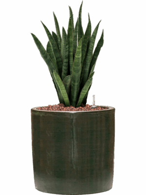 Sansevieria Kirkii In Plain Striped D 13 H 41 cm - PlantenShop24 - 19-05-2025