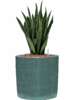 Sansevieria Kirkii In Plain Striped D 13 H 41 cm - PlantenShop24 - 19-05-2025