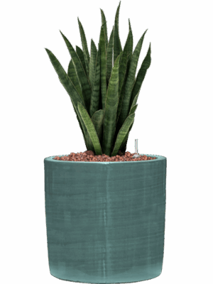 Sansevieria Kirkii In Plain Striped D 13 H 41 cm - PlantenShop24 - 19-05-2025