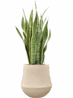 Sansevieria Laurentii In Baq Polystone Coated Plain D 18 H 94 cm - PlantenShop24 - 12-05-2025