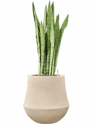 Sansevieria Silver Mist In Baq Polystone Coated Plain D 22 H 82 cm - PlantenShop24 - 12-05-2025