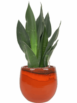 Sansevieria Trifasciata Black Diamond In Charlotte D 15 H 54 cm - PlantenShop24 - 12-05-2025