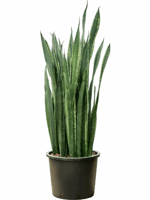 Sansevieria Trifasciata Black Tiger D 30 H 110 cm - PlantenShop24 - 07-05-2025