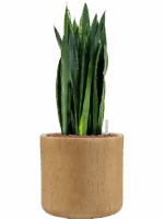 Sansevieria Trifasciata Black Tiger In Baq Raindrop D 25 H 81 cm - PlantenShop24 - 07-05-2025