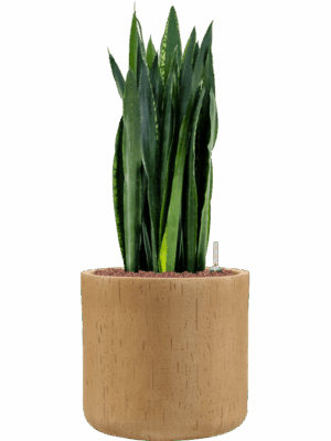 Sansevieria Trifasciata Black Tiger In Baq Raindrop D 25 H 81 cm - PlantenShop24 - 07-05-2025