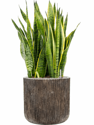 Sansevieria Trifasciata Laurentii Baq Luxe Lite Universe D 30 H 98 cm - PlantenShop24 - 20-05-2025