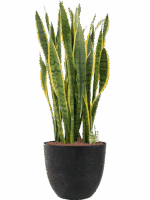 Sansevieria Trifasciata Laurentii In Artstone D 28 H 111 cm - PlantenShop24 - 18-05-2025